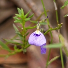 Hybanthus monopetalus (Slender Violet) at Wingecarribee Local Government Area - 3 Jan 2024 by Curiosity