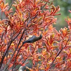 Acanthorhynchus tenuirostris (Eastern Spinebill) at Acton, ACT - 4 Jan 2024 by MarkT