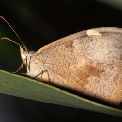 Heteronympha merope (Common Brown Butterfly) at Acton, ACT - 4 Jan 2024 by MarkT