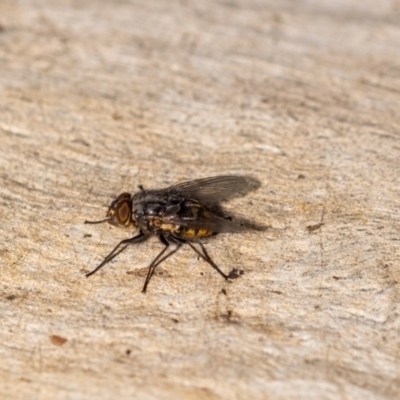 Unidentified True fly (Diptera) at ANBG - 4 Jan 2024 by MarkT
