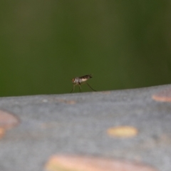 Heteropsilopus sp. (genus) (A long legged fly) at ANBG - 5 Jan 2024 by MarkT