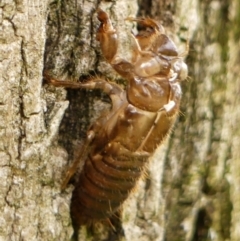 Unverified Cicada (Hemiptera, Cicadoidea) at Wingecarribee Local Government Area - 3 Jan 2024 by Curiosity