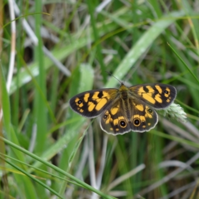 Heteronympha cordace (Bright-eyed Brown) at Jindabyne, NSW - 22 Dec 2023 by Miranda