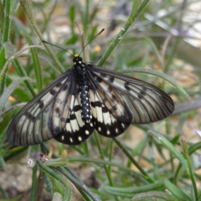 Acraea andromacha (Glasswing) at ANBG - 23 Mar 2012 by Miranda