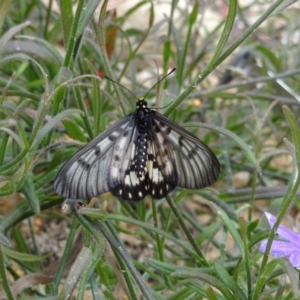 Acraea andromacha at ANBG - 23 Mar 2012