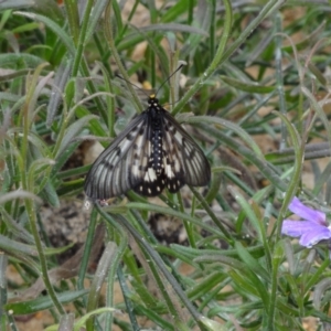 Acraea andromacha at ANBG - 23 Mar 2012