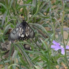 Acraea andromacha at ANBG - 23 Mar 2012