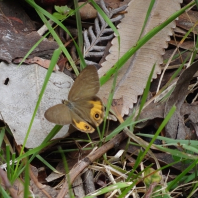 Hypocysta metirius (Brown Ringlet) at Booderee National Park - 1 Jan 2024 by Miranda