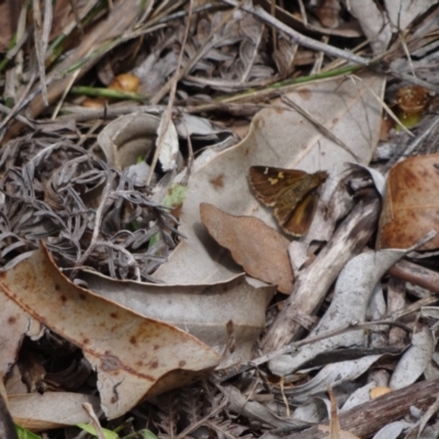 Unidentified Skipper (Hesperiidae) at Jervis Bay, JBT - 1 Jan 2024 by Miranda