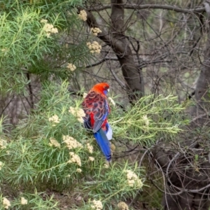 Platycercus elegans at ANBG - 5 Jan 2024 10:43 AM