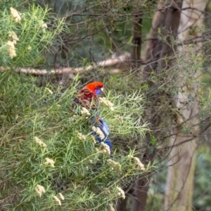 Platycercus elegans at ANBG - 5 Jan 2024 10:43 AM