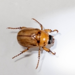 Cyclocephala signaticollis at QPRC LGA - 5 Jan 2024