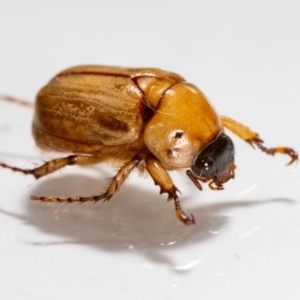 Cyclocephala signaticollis at QPRC LGA - 5 Jan 2024