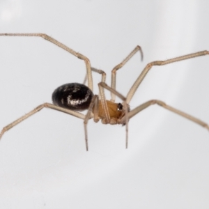 Steatoda capensis at QPRC LGA - 5 Jan 2024 12:16 PM