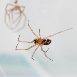 Steatoda capensis at QPRC LGA - 5 Jan 2024 12:16 PM