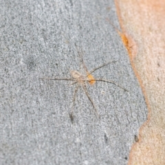 Tamopsis eucalypti (A two-tailed spider) at Acton, ACT - 4 Jan 2024 by MarkT