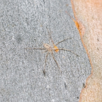 Tamopsis eucalypti (A two-tailed spider) at ANBG - 5 Jan 2024 by MarkT