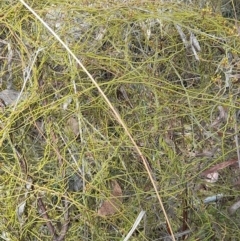 Cassytha pubescens (Devil's Twine) at Black Mountain - 6 Jan 2024 by VanceLawrence