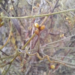 Cassytha pubescens at Black Mountain - 7 Jan 2024 09:16 AM