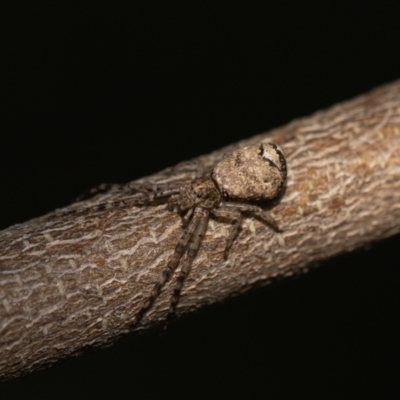 Tmarus cinerascens (Ashy crab spider) at GG13 - 5 Jan 2024 by MarkT