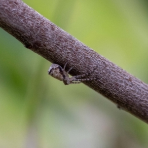 Tmarus cinerascens at GG13 - 5 Jan 2024