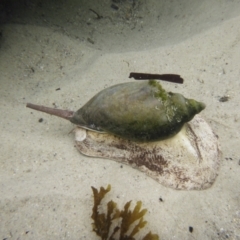 Cymbiola magnifica at Jervis Bay Marine Park - 31 Dec 2023 by Miranda