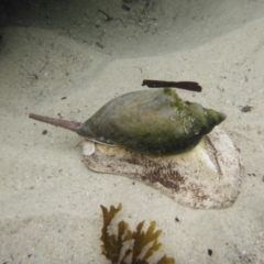 Unidentified Sea Snail or Limpet (Gastropoda) at Jervis Bay Marine Park - 31 Dec 2023 by Miranda