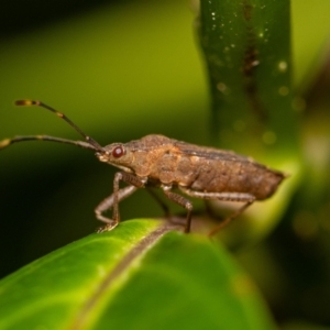 Pentatomidae (family) at ANBG - 5 Jan 2024 10:55 AM