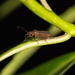 Pentatomidae (family) at ANBG - 5 Jan 2024