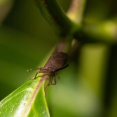 Pentatomidae (family) at ANBG - 5 Jan 2024 10:55 AM