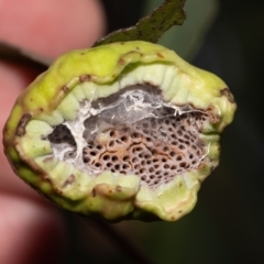 Eucalyptus insect gall at ANBG - 5 Jan 2024 by MarkT