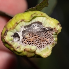 Eucalyptus insect gall at ANBG - 4 Jan 2024 by MarkT