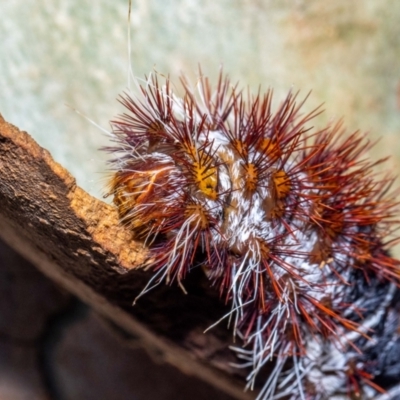 Chelepteryx collesi (White-stemmed Gum Moth) at Acton, ACT - 4 Jan 2024 by MarkT