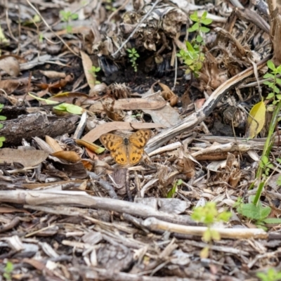 Heteronympha merope (Common Brown Butterfly) at ANBG - 4 Jan 2024 by MarkT