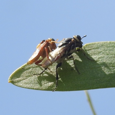 Pergagrapta latreillii (Sawfly) at Bullen Range - 6 Jan 2024 by HelenCross