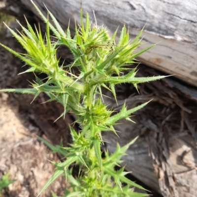 Cirsium vulgare (Spear Thistle) at Black Mountain - 7 Jan 2024 by VanceLawrence