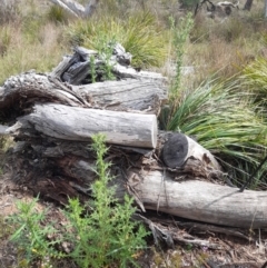 Cirsium vulgare at Black Mountain - 7 Jan 2024