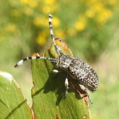 Ancita sp. (genus) (Longicorn or longhorn beetle) at Kambah, ACT - 6 Jan 2024 by HelenCross