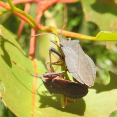 Amorbus sp. (genus) (Eucalyptus Tip bug) at Kambah, ACT - 6 Jan 2024 by HelenCross