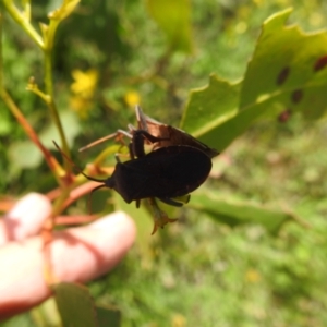 Amorbus sp. (genus) at Bullen Range - 6 Jan 2024