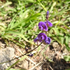 Glycine tabacina (Variable Glycine) at Bullen Range - 6 Jan 2024 by HelenCross