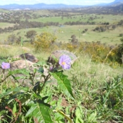 Solanum cinereum (Narrawa Burr) at Bullen Range - 6 Jan 2024 by HelenCross