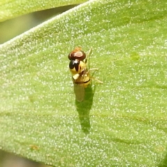 Chloropidae (family) at Bullen Range - 6 Jan 2024 by HelenCross