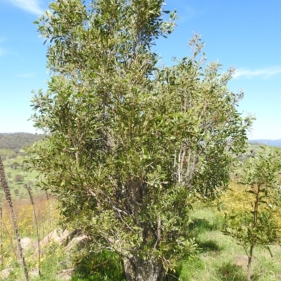 Acacia melanoxylon (Blackwood) at Bullen Range - 6 Jan 2024 by HelenCross