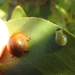 Paropsisterna cloelia (Eucalyptus variegated beetle) at Bullen Range - 6 Jan 2024 by HelenCross