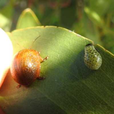 Paropsisterna cloelia (Eucalyptus variegated beetle) at Kambah, ACT - 6 Jan 2024 by HelenCross