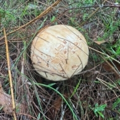 Unidentified Fungus at Braemar, NSW - 5 Jan 2024 by Span102