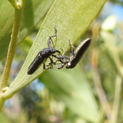 Rhinotia sp. (genus) (Unidentified Rhinotia weevil) at Bullen Range - 6 Jan 2024 by HelenCross