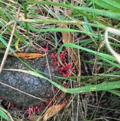 Unidentified Fungus at Mittagong, NSW - 7 Jan 2024 by Span102