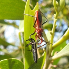 Gminatus australis (Orange assassin bug) at Bullen Range - 6 Jan 2024 by HelenCross